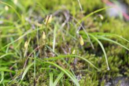 Spathoglottis ixioides