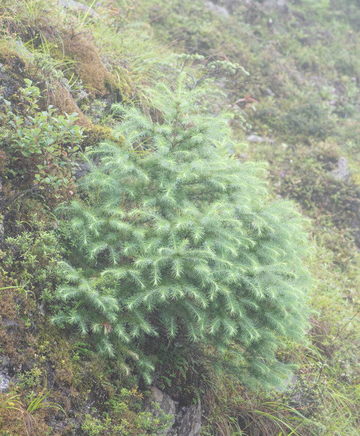 Sikkim Spruce (Picea spinulosa)