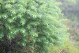 Sikkim Spruce (Picea spinulosa)