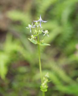 Spurred Gentian (Halenia elliptica)