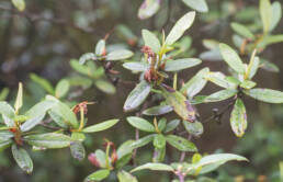 Rhododendron virgatum