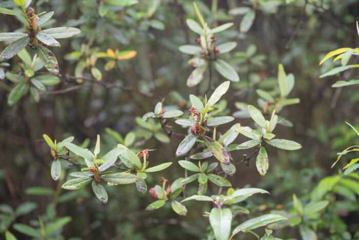 Rhododendron virgatum