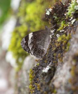 Chumbi Wall (Chonala masoni)