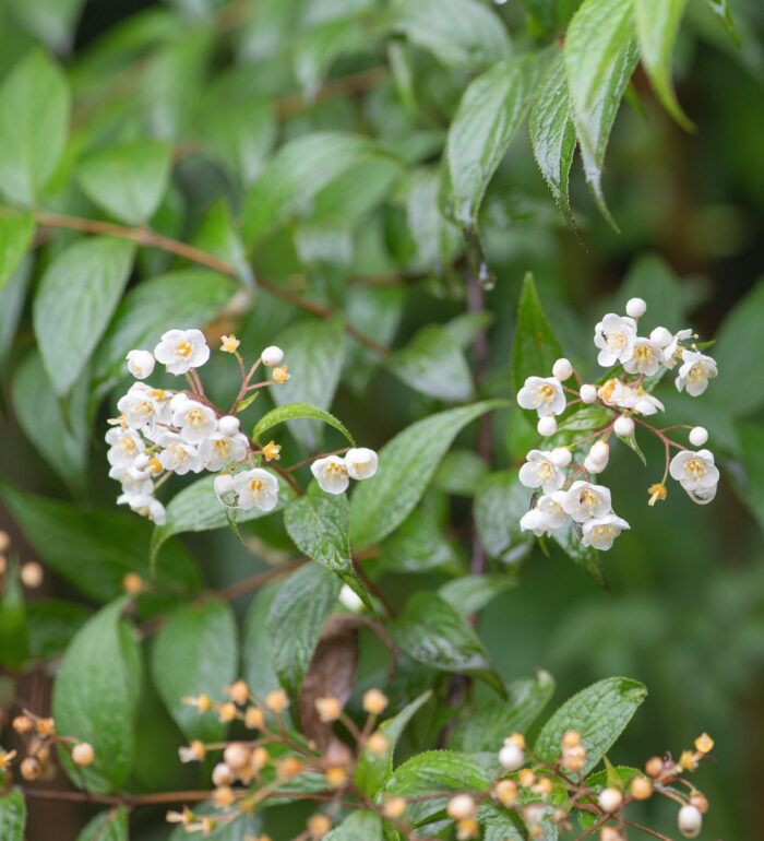 Sikkim plant…</p><hr class=