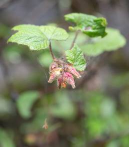 Rubus treutleri