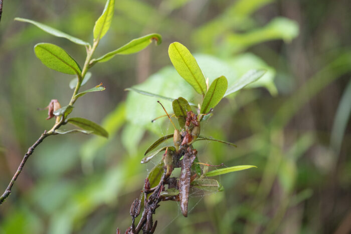 Rhododendron virgatum