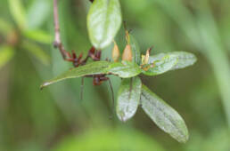 Rhododendron virgatum