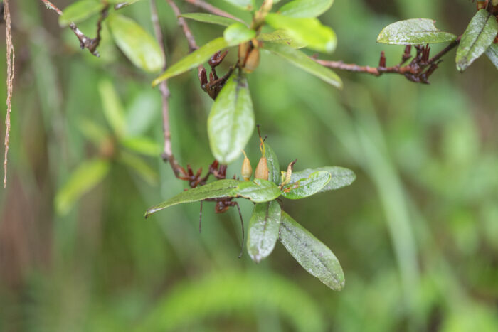 Rhododendron virgatum