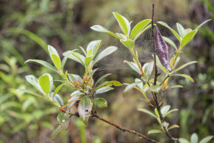 Rhododendron baileyi