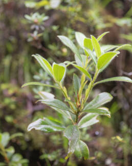 Rhododendron baileyi