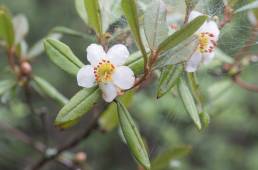 Rhododendron camelliiflorum