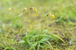 Spathoglottis ixioides