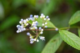 Anti-febrile Dichroa (Chinese Quinine) Hydrangea febrifuga