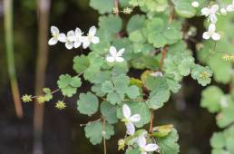 Thalictrum virgatum