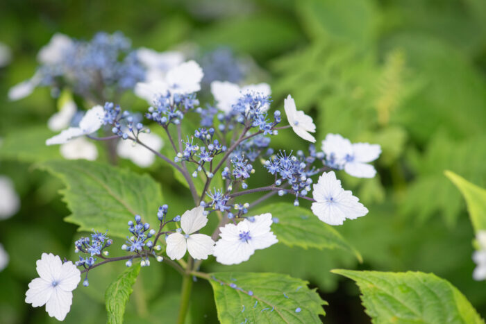 Sikkim plant (Hydrangea)