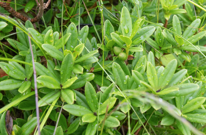 Sikkim plant (Daphne)