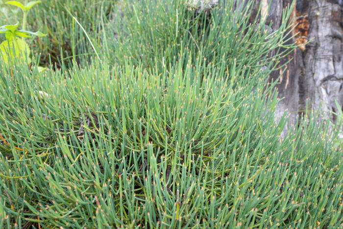 Ephedra gerardiana var. sikkimensis