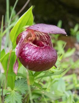 Cypripedium tibeticum