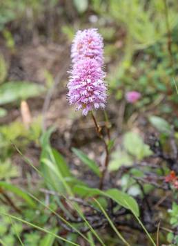 Bistorta macrophylla