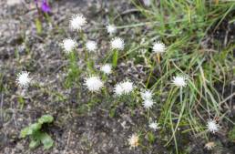 Sikkim plant (Juncus)