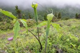 Jacquemont's Cobra Lily (Arisaema jacquemontii)