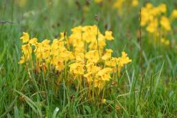 Pedicularis longiflora