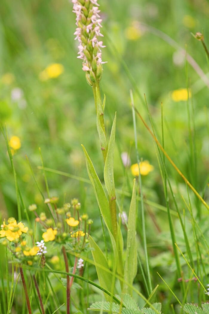 Gymnadenia orchidis