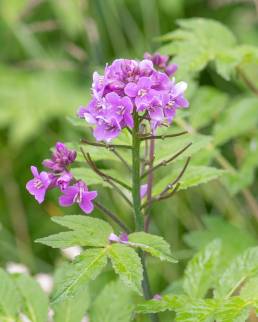 Large-leaved Bittercress (Cardamine macrophylla)