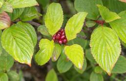 Reddish Viburnum (Viburnum erubescens)