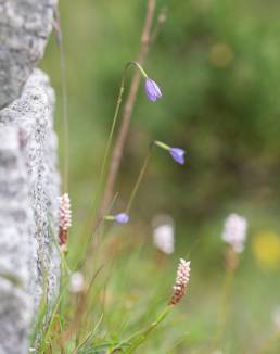 Campanula aristata