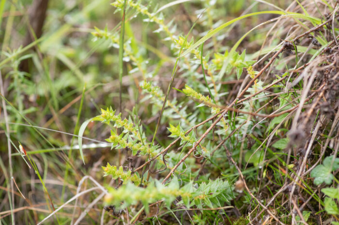 Saxifraga brachypoda