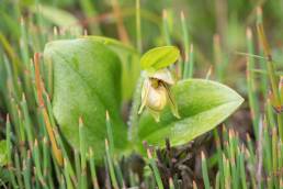 Cypripedium elegans