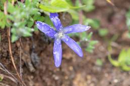 Cyananthus incanus