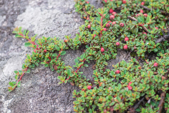 Sikkim plant (Cotoneaster)