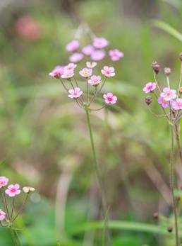 Androsace spinulifera