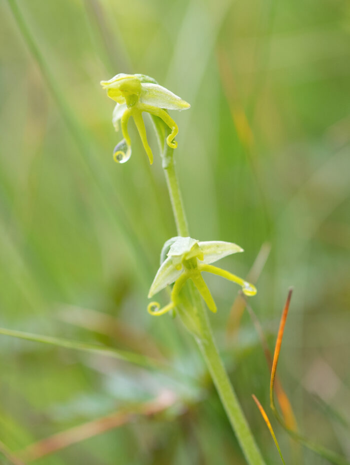 Habenaria aitchisonii