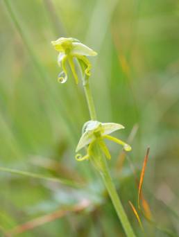 Habenaria aitchisonii