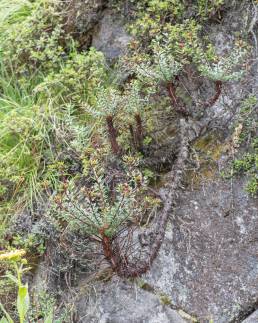 Rhodiola himalensis