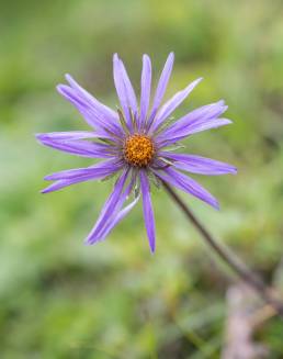 Sikkim plant (Asteraceae)