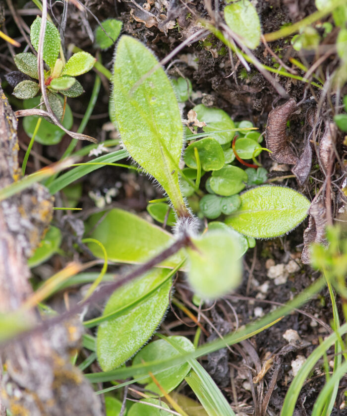 Sikkim plant (Asteraceae)