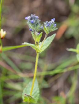 Veronica ciliata