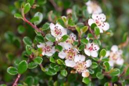 Rockspray Cotoneaster (Cotoneaster microphyllus)