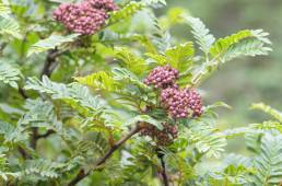 Sorbus microphylla