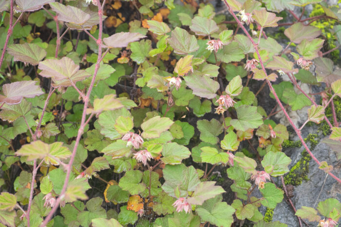 Rubus treutleri