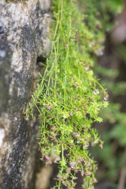 Galium rebae