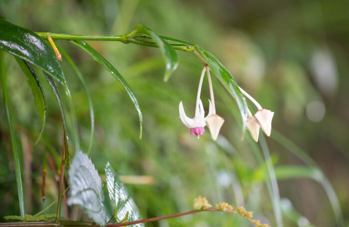 Hoya acuminata