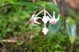 Hoya acuminata