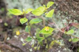 Lysimachia alternifolia