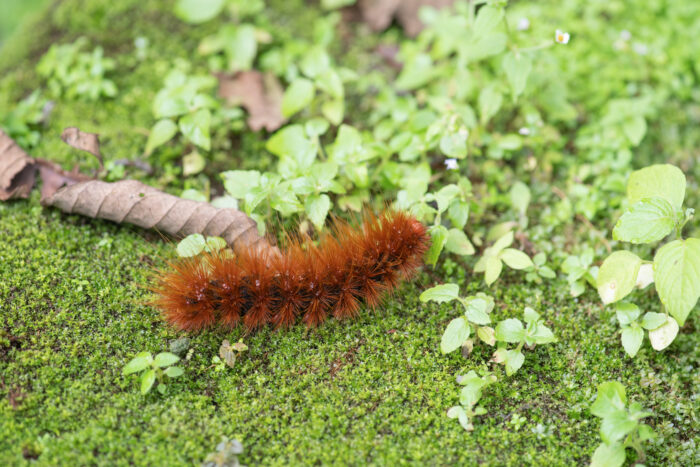 Sikkim caterpillar