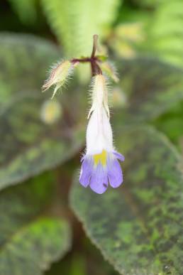 Henckelia pumila